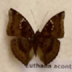  (Euthalia aconthea garuda - AVM_270)  @11 [ ] CreativeCommons - Attribution Non-Commercial Share-Alike (1999) Markus Franzen Linnaeus university
