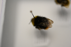  ( - AVM1549)  @11 [ ] CreativeCommon (2034) Markus Franzen Linnaeus university