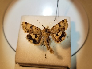  (Heliothis sp - MTH71)  @11 [ ] CreativeCommons  Attribution Share-Alike (by-sa) (2023) Unspecified Linnaeus University