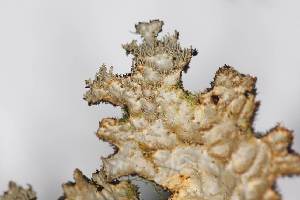  ( - LOB_07)  @11 [ ] Copyright (2013) Unspecified Institute Cor Tropical Biology and Conservation