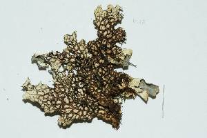  ( - LOB_09)  @11 [ ] Copyright (2013) Unspecified Institute Cor Tropical Biology and Conservation