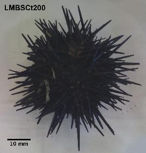  (Paracentrotus - LMBSCt16-002)  @13 [ ] Unspecified (default): All Rights Reserved (2012) Unspecified Unspecified