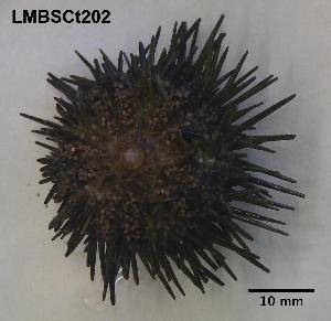  ( - LMBSCt16-003)  @13 [ ] Unspecified (default): All Rights Reserved (2012) Unspecified Unspecified