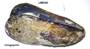  (Mytilus edulis - J40mytilusmarta01-001)  @14 [ ] Unspecified (default): All Rights Reserved (2012) Unspecified Unspecified