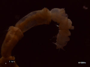  (Axiothella constricta - RR11-004)  @13 [ ] CreativeCommons - Attribution Non-Commercial Share-Alike (2013) Marcos A.M.L. Teixeira University of Minho, Centre of Molecular and Environmental Biology
