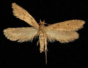  ( - 06-BLLOC-797)  @13 [ ] CreativeCommons - Attribution (2010) CBG Photography Group Centre for Biodiversity Genomics