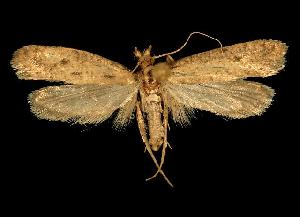  ( - 06-BLLOC-809)  @13 [ ] CreativeCommons - Attribution (2010) CBG Photography Group Centre for Biodiversity Genomics