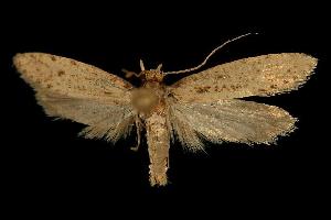  ( - 06-BLLOC-810)  @13 [ ] CreativeCommons - Attribution (2010) CBG Photography Group Centre for Biodiversity Genomics