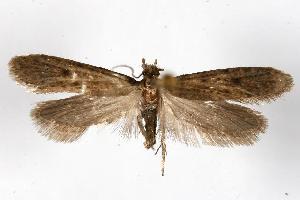  ( - 06-BLLOC-938)  @13 [ ] CreativeCommons - Attribution (2010) CBG Photography Group Centre for Biodiversity Genomics