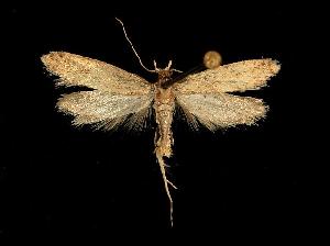  ( - 06-BLLOC-462)  @13 [ ] CreativeCommons - Attribution (2010) CBG Photography Group Centre for Biodiversity Genomics