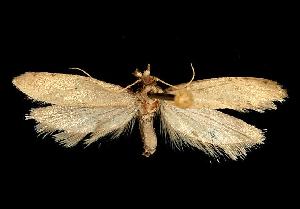  ( - 06-BLLOC-464)  @13 [ ] CreativeCommons - Attribution (2010) CBG Photography Group Centre for Biodiversity Genomics