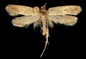  ( - 06-BLLOC-508)  @13 [ ] CreativeCommons - Attribution (2010) CBG Photography Group Centre for Biodiversity Genomics