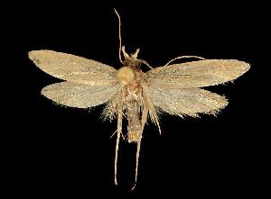  ( - 06-BLLOC-509)  @13 [ ] CreativeCommons - Attribution (2010) CBG Photography Group Centre for Biodiversity Genomics