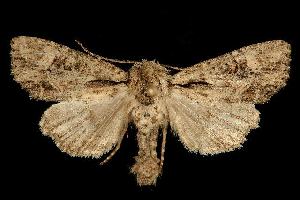  ( - 06-BLLOC-2092)  @13 [ ] CreativeCommons - Attribution (2010) CBG Photography Group Centre for Biodiversity Genomics