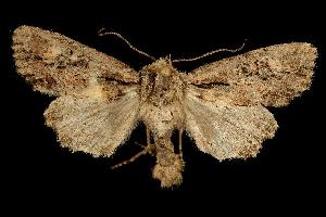  ( - 06-BLLOC-2093)  @13 [ ] CreativeCommons - Attribution (2010) CBG Photography Group Centre for Biodiversity Genomics