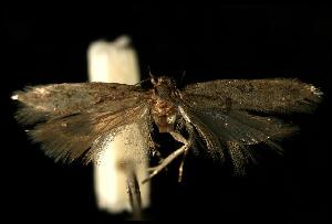  ( - 06-BLLOC-2431)  @12 [ ] CreativeCommons - Attribution (2010) CBG Photography Group Centre for Biodiversity Genomics