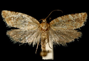  ( - 06-BLLOC-3159)  @13 [ ] CreativeCommons - Attribution (2010) CBG Photography Group Centre for Biodiversity Genomics