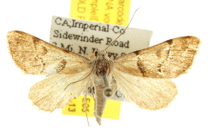  ( - BIOUG06947-E05)  @13 [ ] CreativeCommons - Attribution (2013) CBG Photography Group Centre for Biodiversity Genomics