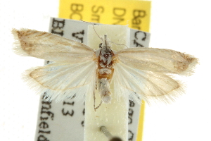  ( - BIOUG06949-H11)  @13 [ ] CreativeCommons - Attribution (2013) CBG Photography Group Centre for Biodiversity Genomics