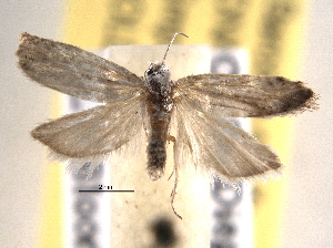  ( - BIOUG06952-G04)  @13 [ ] CreativeCommons - Attribution (2013) CBG Photography Group Centre for Biodiversity Genomics