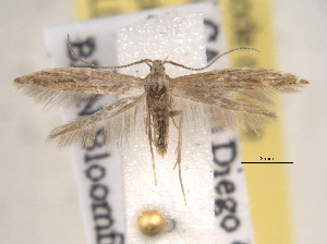  ( - BIOUG07782-E04)  @14 [ ] CreativeCommons - Attribution (2013) CBG Photography Group Centre for Biodiversity Genomics