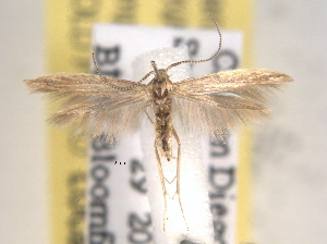  ( - BIOUG07782-E05)  @14 [ ] CreativeCommons - Attribution (2013) CBG Photography Group Centre for Biodiversity Genomics