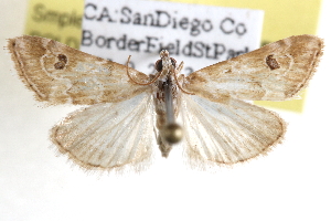 ( - BIOUG11929-F01)  @13 [ ] CreativeCommons - Attribution (2014) CBG Photography Group Centre for Biodiversity Genomics