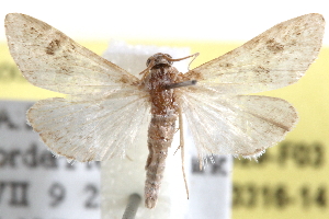  ( - BIOUG11929-F03)  @13 [ ] CreativeCommons - Attribution (2014) CBG Photography Group Centre for Biodiversity Genomics