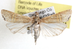  ( - BIOUG11929-G04)  @13 [ ] CreativeCommons - Attribution (2014) CBG Photography Group Centre for Biodiversity Genomics