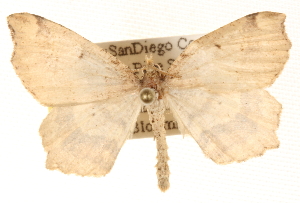  ( - BIOUG11930-G04)  @14 [ ] CreativeCommons - Attribution (2014) CBG Photography Group Centre for Biodiversity Genomics