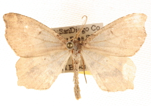  ( - BIOUG11930-G05)  @14 [ ] CreativeCommons - Attribution (2014) CBG Photography Group Centre for Biodiversity Genomics