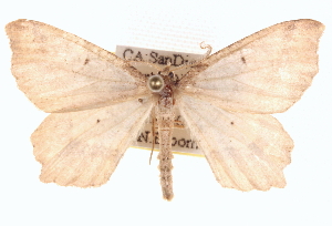  ( - BIOUG11930-G06)  @14 [ ] CreativeCommons - Attribution (2014) CBG Photography Group Centre for Biodiversity Genomics