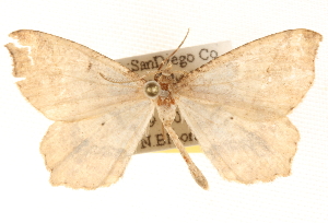  ( - BIOUG11930-G07)  @14 [ ] CreativeCommons - Attribution (2014) CBG Photography Group Centre for Biodiversity Genomics