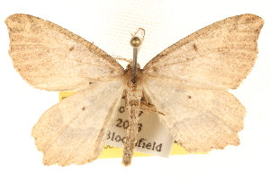  ( - BIOUG11930-G08)  @14 [ ] CreativeCommons - Attribution (2014) CBG Photography Group Centre for Biodiversity Genomics