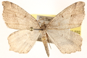  ( - BIOUG11933-E02)  @14 [ ] CreativeCommons - Attribution (2014) CBG Photography Group Centre for Biodiversity Genomics