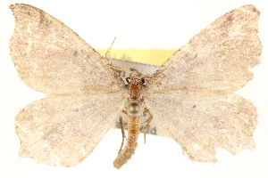  ( - BIOUG11933-E09)  @14 [ ] CreativeCommons - Attribution (2014) CBG Photography Group Centre for Biodiversity Genomics