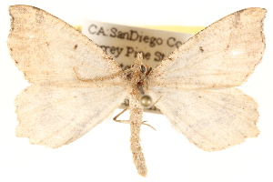  ( - BIOUG11933-F11)  @14 [ ] CreativeCommons - Attribution (2014) CBG Photography Group Centre for Biodiversity Genomics