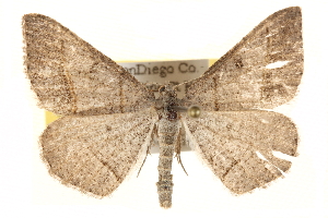  ( - BIOUG12229-D05)  @14 [ ] CreativeCommons - Attribution (2014) CBG Photography Group Centre for Biodiversity Genomics