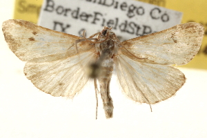  ( - BIOUG12229-G12)  @13 [ ] CreativeCommons - Attribution (2014) CBG Photography Group Centre for Biodiversity Genomics