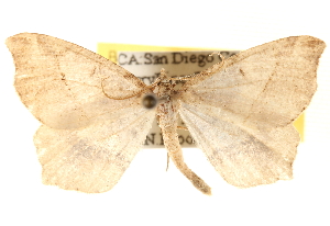  ( - BIOUG14217-F02)  @14 [ ] CreativeCommons - Attribution (2014) CBG Photography Group Centre for Biodiversity Genomics