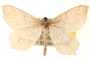  ( - BIOUG14217-F03)  @14 [ ] CreativeCommons - Attribution (2014) CBG Photography Group Centre for Biodiversity Genomics