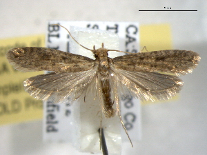  ( - BIOUG06175-E04)  @13 [ ] CreativeCommons - Attribution (2013) CBG Photography Group Centre for Biodiversity Genomics