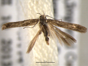  ( - BIOUG06242-G05)  @12 [ ] CreativeCommons - Attribution (2013) CBG Photography Group Centre for Biodiversity Genomics