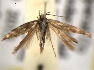  ( - BIOUG06242-G07)  @12 [ ] CreativeCommons - Attribution (2013) CBG Photography Group Centre for Biodiversity Genomics