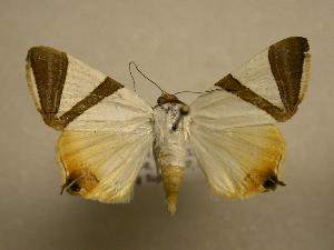  ( - 07-CRBS-664)  @14 [ ] CreativeCommons - Attribution (2010) CBG Photography Group Centre for Biodiversity Genomics