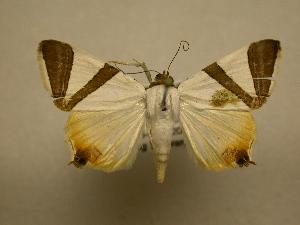  ( - 07-CRBS-665)  @14 [ ] CreativeCommons - Attribution (2010) CBG Photography Group Centre for Biodiversity Genomics