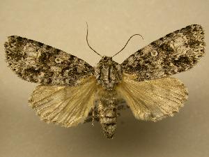  (Acronicta velia - 08-CRBS-060)  @14 [ ] Unspecified (default): All Rights Reserved  Unspecified Unspecified
