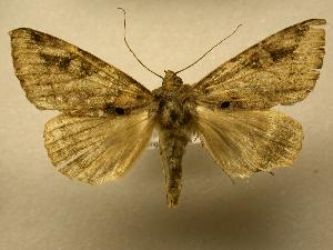  (Celiptera remoides - 08-CRBS-421)  @11 [ ] Unspecified (default): All Rights Reserved  Unspecified Unspecified
