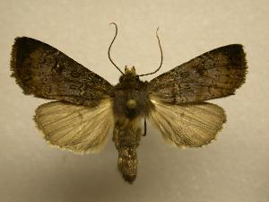  ( - 08-CRBS-829)  @14 [ ] Unspecified (default): All Rights Reserved  Unspecified Unspecified