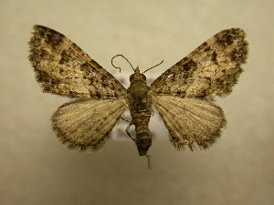 (Eupithecia BioLep232 - 09-CRBS-601)  @14 [ ] Unspecified (default): All Rights Reserved  Unspecified Unspecified